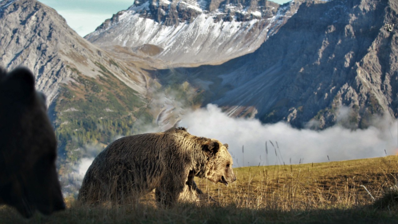 Image of the Bear Sanctuary.