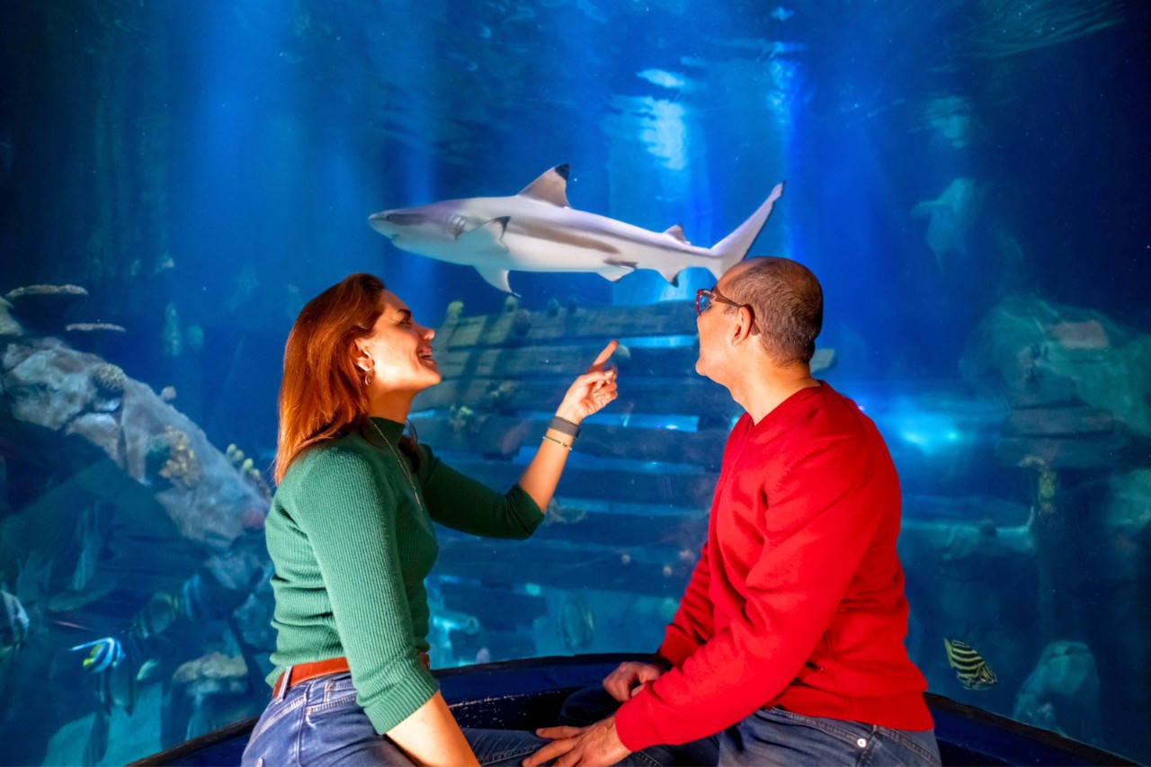 Image of Sea Life.