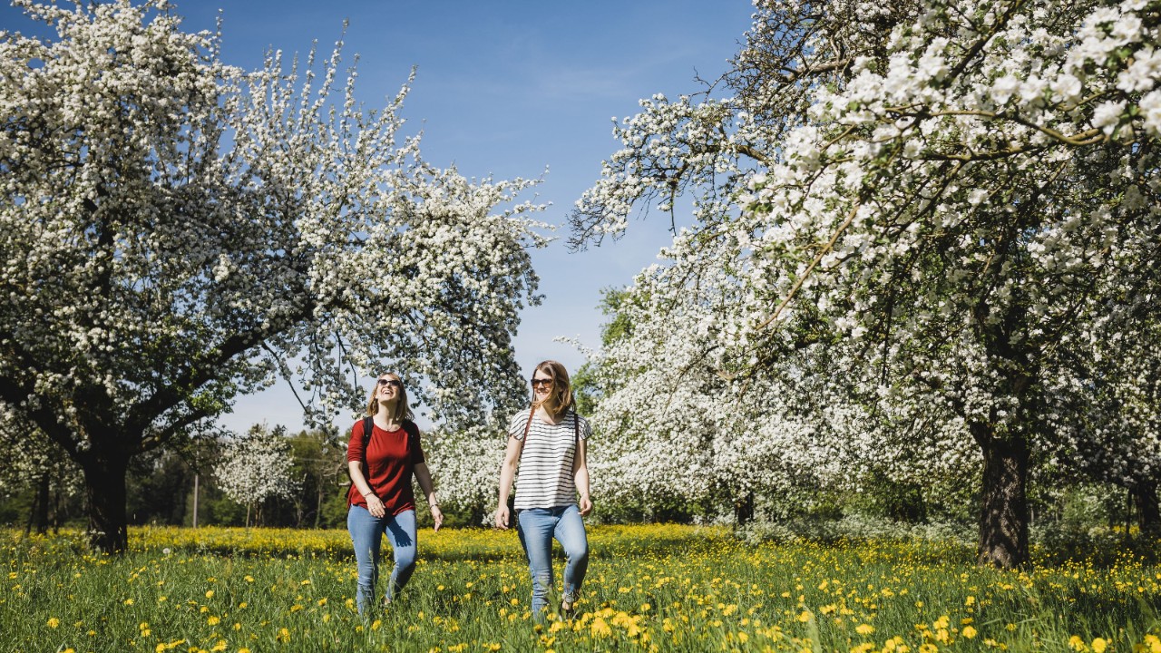Two women hiking through a flower meadow with trees in full bloom. 